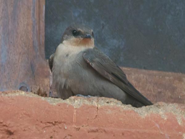<h3><a href="/trips/tanzania/biota/animalia/chordata/aves/040 passeriformes/075 hirundinidae/ptyonoprogne fuligula/ptyonoprogne fuligula-nl.html">Ptyonoprogne&nbsp;fuligula</a> / Rock&nbsp;martin / Kaapse&nbsp;rotszwaluw</h3>OM-1 Mark II met OLYMPUS M.150-400mm F4.5 TC, 1/1250 sec  bij F5.6, ISO 10000, afstand 9.68&nbsp;m